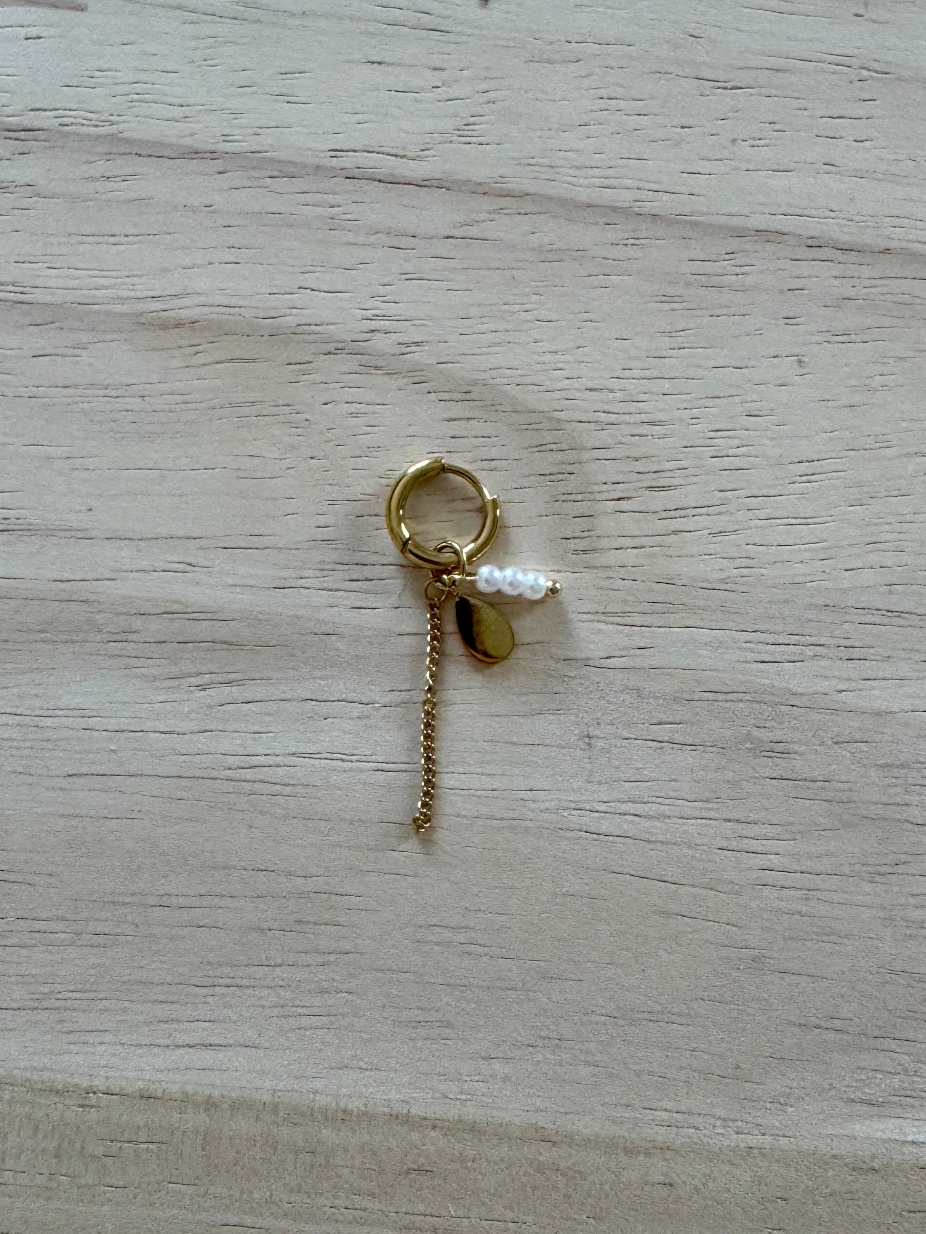 Puce d’oreille « Calvi »